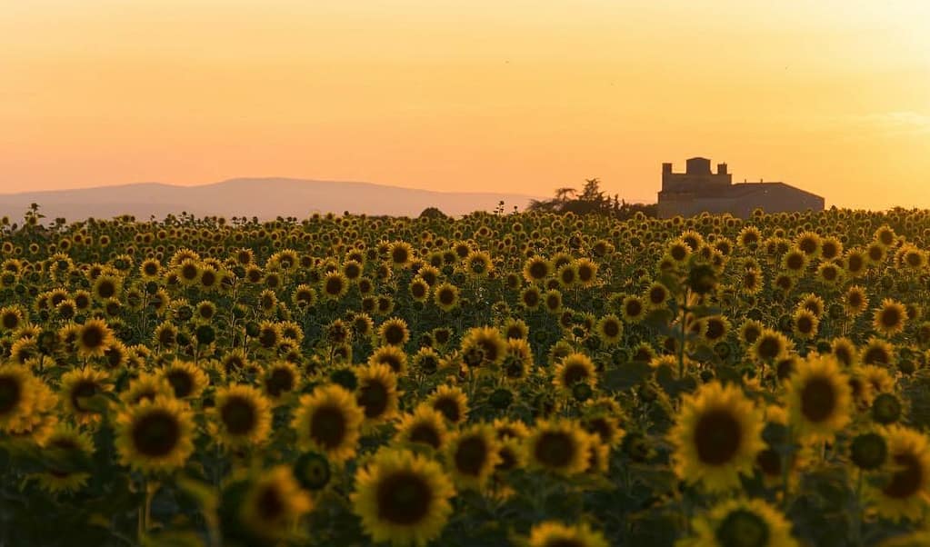 Sunflower fields sunset