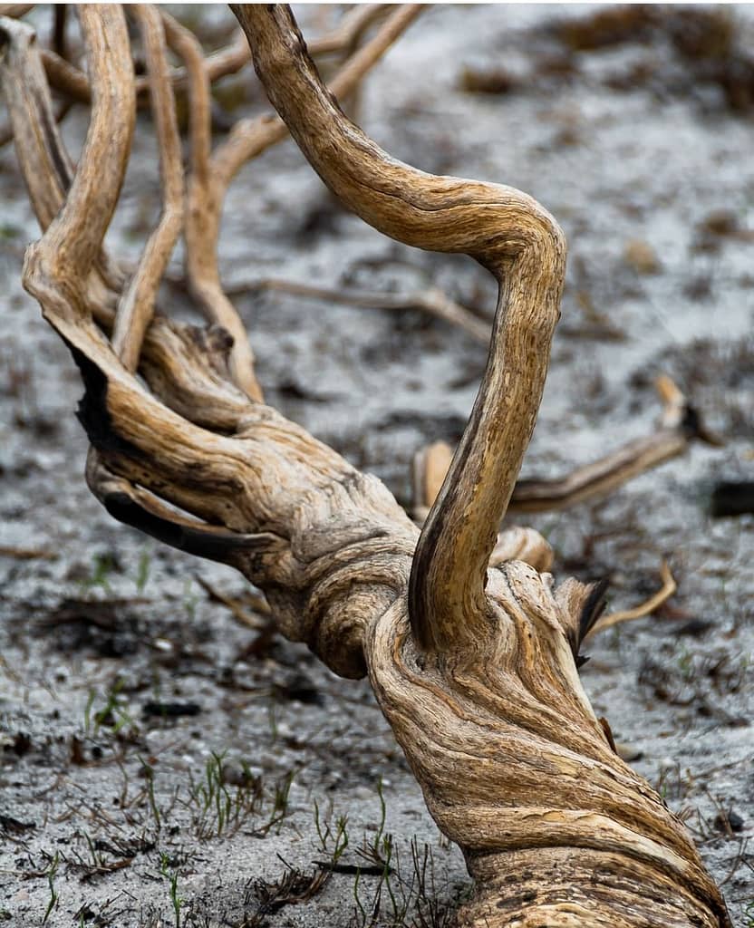 Burnt brown tree