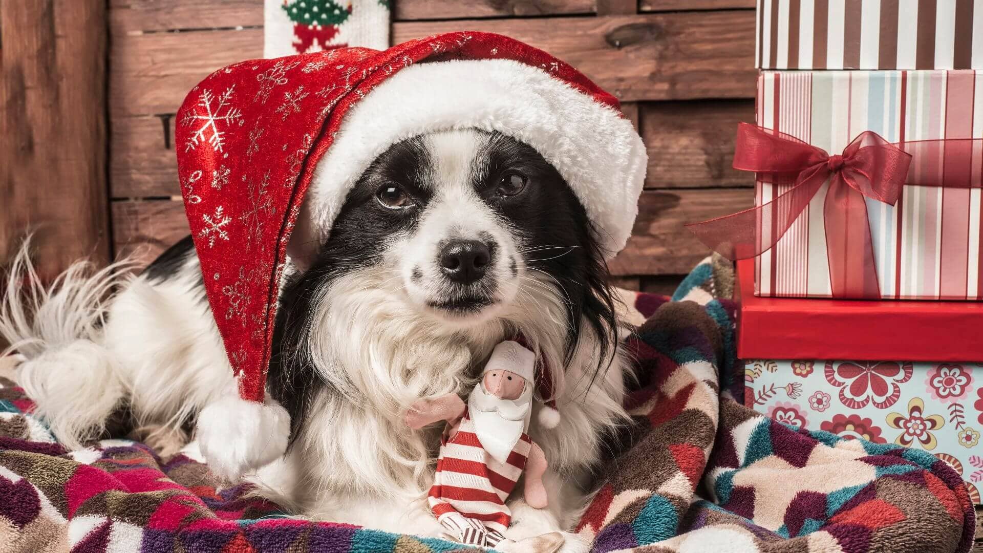 6-festive-foods-that-are-toxic-to-dogs
